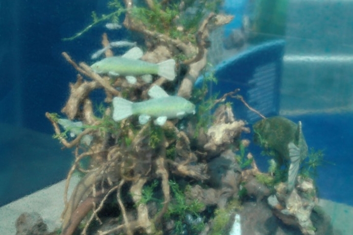 Diorama ceppaie stampa 3D pesci